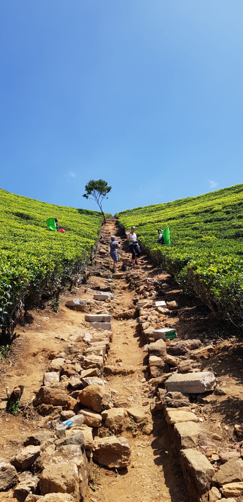 Tea country views in Sri Lanka hill country