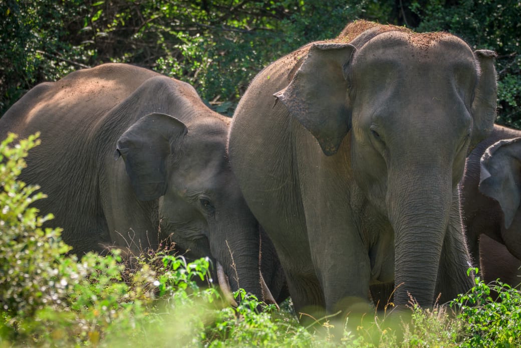 Minneriya Safari