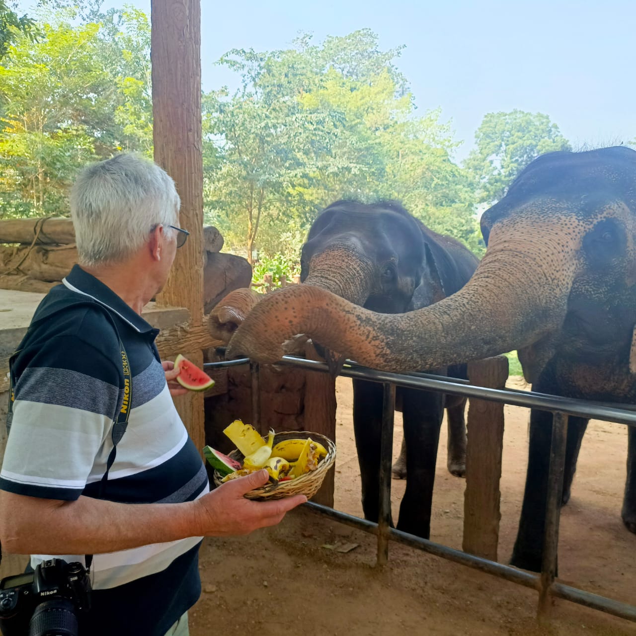 Close encounter with elephants during a Sri Lanka wildlife experience